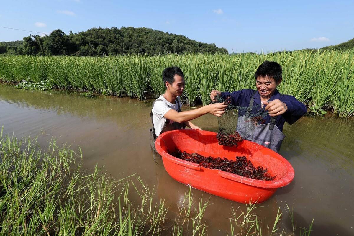 1689320798147007.jpeg 小龍蝦養(yǎng)殖2.jpeg