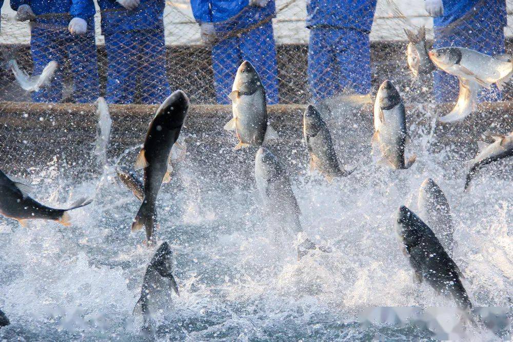 1689995738695285.jpeg 水產養殖 (1).jpeg