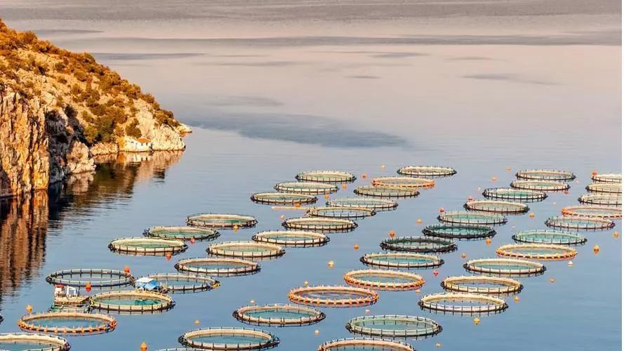 1692860217167116.jpeg 水產養殖 (1).jpeg