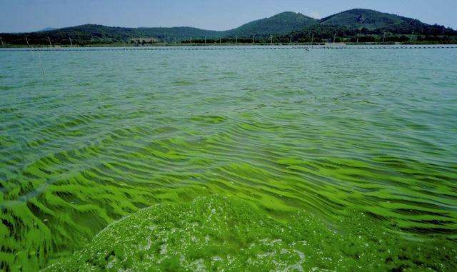 1703472525767331.jpg 水體富營養化.jpg