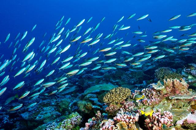 1715754513827225.jpg 海洋生態(tài)系統(tǒng).jpg