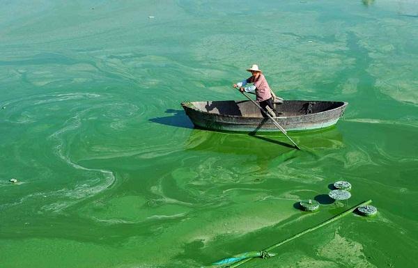 1727329579400520.jpg “水華”現象.jpg