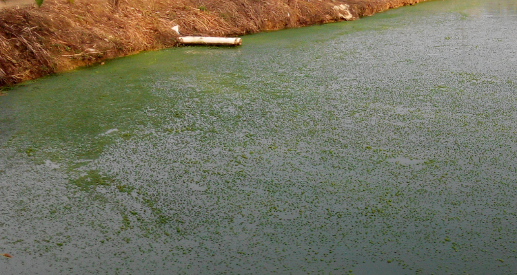 1729057032119258.png 水體富營養(yǎng)化.png