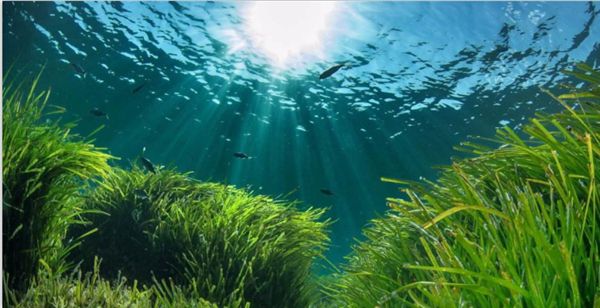 1730872035636269.jpeg 陽光.jpeg