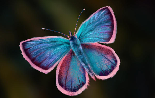 1762139431388982.jpg 蝴蝶.jpg