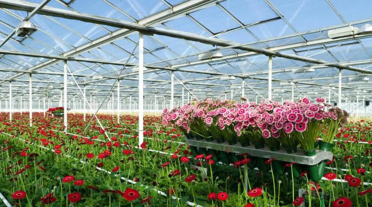 1766627387522302.jpg 花 .jpg