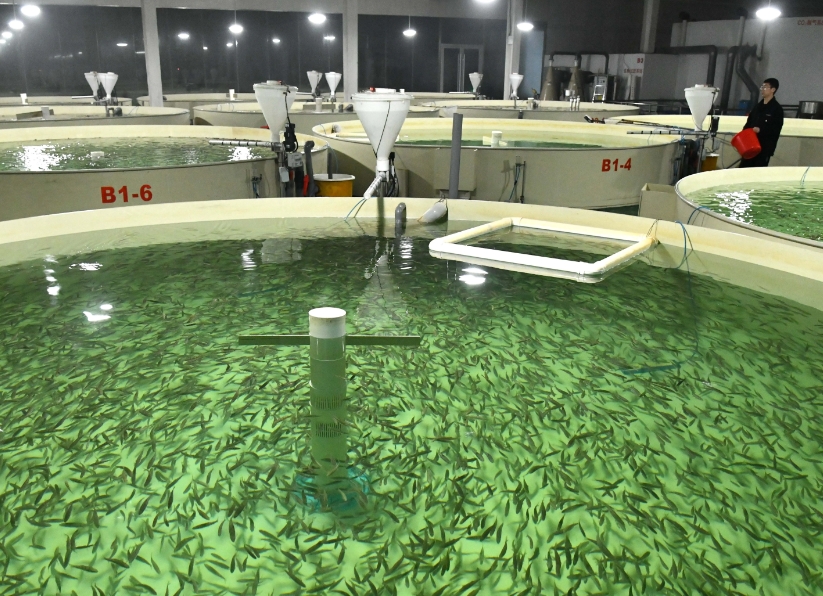 水產(chǎn)育苗.png
