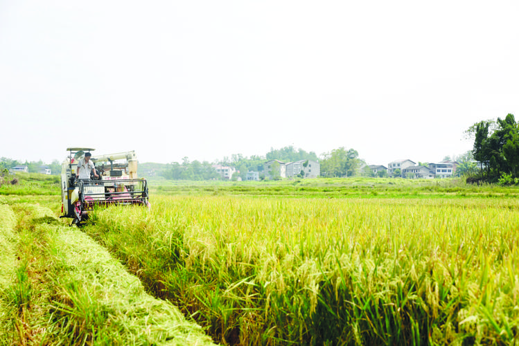 1773710810610032.jpeg 農(nóng)業(yè).jpeg